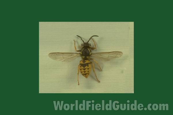 Female - Mounted Dorsal View<br>(Origin of the Specimen: Clinton Co, New York, USA)