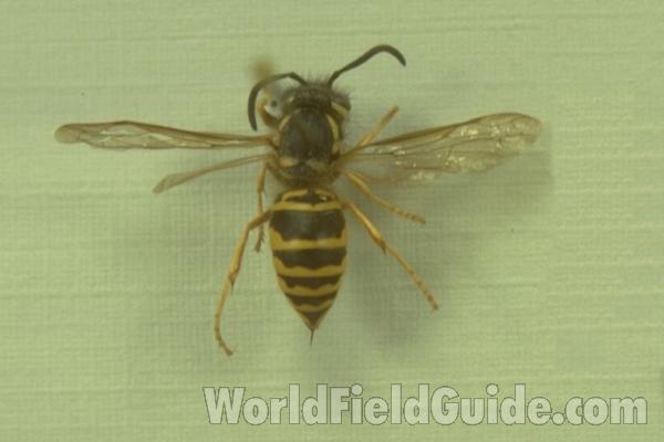 Female - Mounted Dorsal View<br>(Origin of the Specimen: Clinton, Iowa, USA)