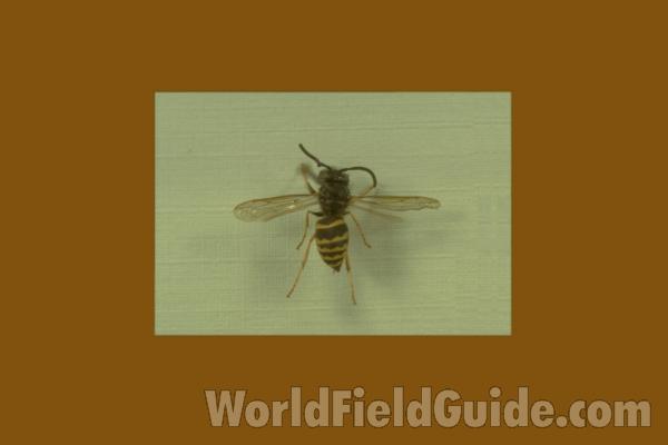 Female - Mounted Dorsal View<br>(Origin of the Specimen: New York, USA)