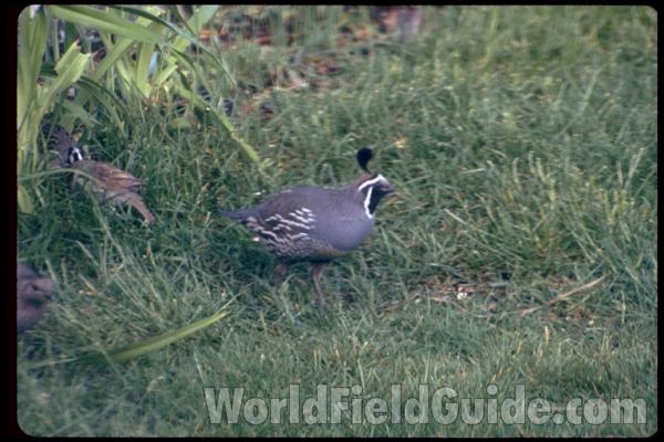 Habitat View<br>(Location of Picture: Okanogan, Wa, USA)