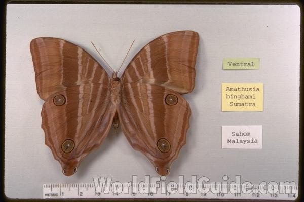 Male - Ventral<br>(Origin of the Specimen: Sumatra)