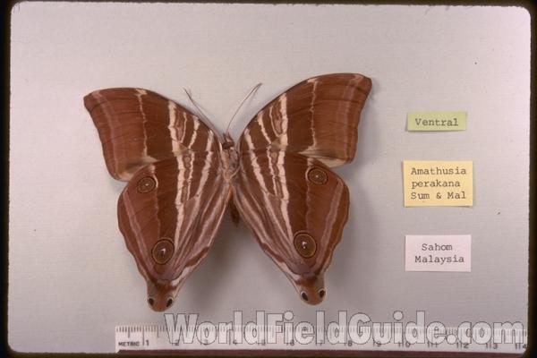 Male - Ventral<br>(Origin of the Specimen: Malaysia)