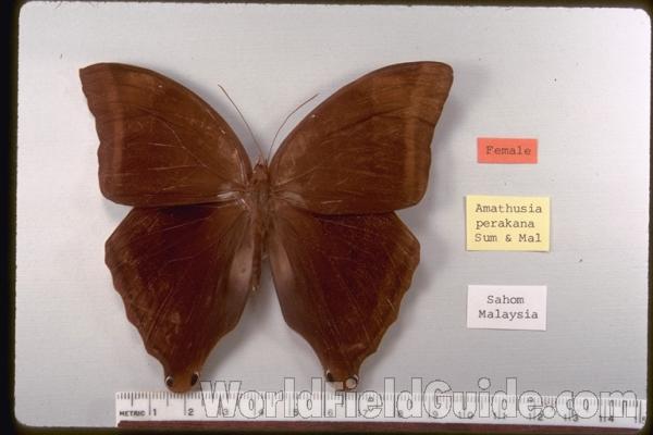 Female - Dorsal<br>(Origin of the Specimen: Malaysia)
