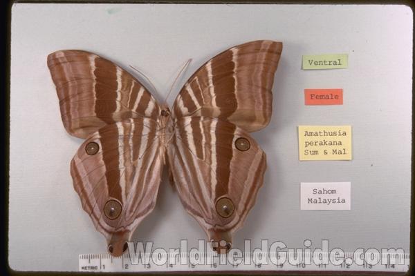 Female - Ventral<br>(Origin of the Specimen: Malaysia)