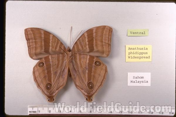 Male - Ventral<br>(Origin of the Specimen: Malaysia)