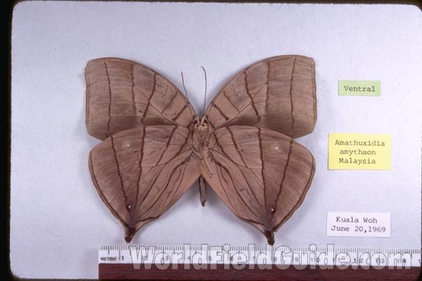 Male - Ventral<br>(Origin of the Specimen: Malaysia)
