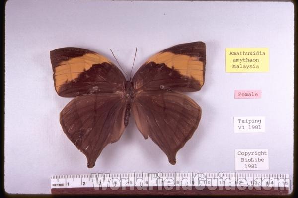 Female - Dorsal<br>(Origin of the Specimen: Malaysia)