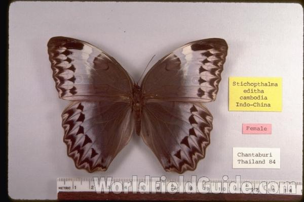 Female - Dorsal<br>(Origin of the Specimen: Thailand)