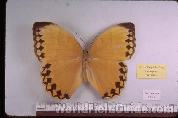 Male - Ventral<br>(Origin of the Specimen: Formosa (Taiwan))