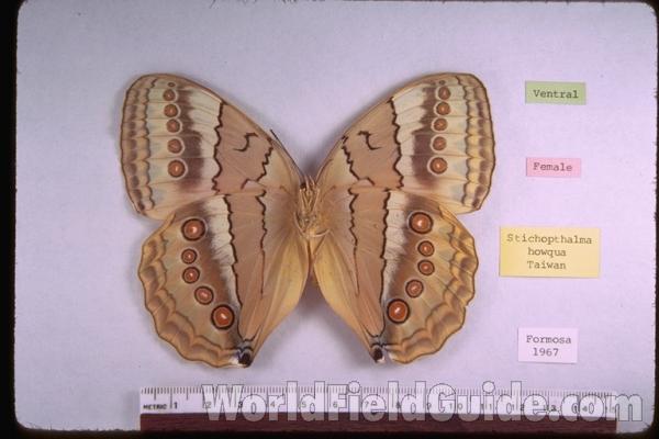 Female - Ventral<br>(Origin of the Specimen: Formosa (Taiwan))