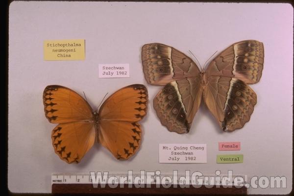Pair - Male - Dorsal, Female - Ventral<br>(Origin of the Specimen: Szechwan, China)