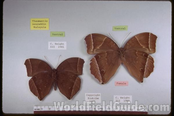 Pair - Ventral<br>(Origin of the Specimen: Malaysia)