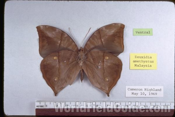Male - Ventral<br>(Origin of the Specimen: Malaysia)