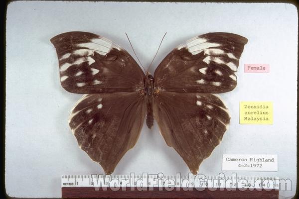 Female - Dorsal<br>(Origin of the Specimen: Malaysia)