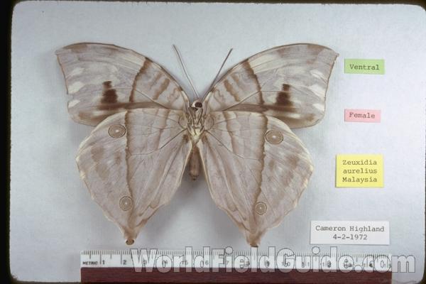 Female - Ventral<br>(Origin of the Specimen: Malaysia)