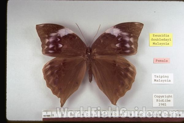 Female - Dorsal<br>(Origin of the Specimen: Malaysia)