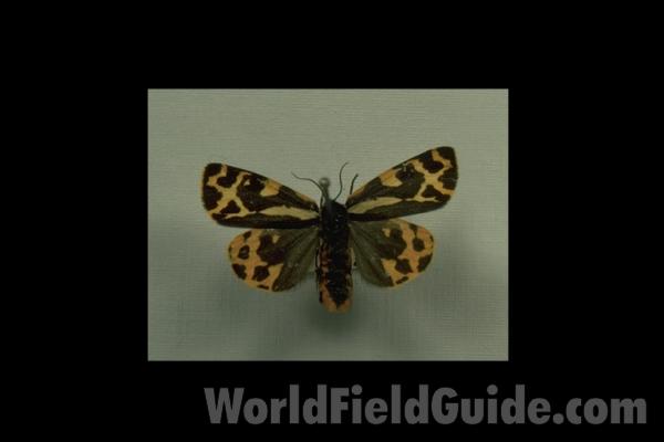 <br>(Location of Picture: Sweden, Europe)<br>(Origin of the Specimen: Austria)