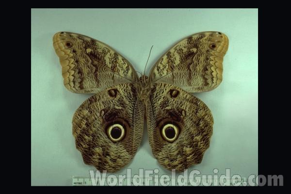 Female - Ventral<br>(Origin of the Specimen: Brazil)