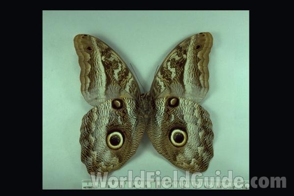 Male - Ventral<br>(Origin of the Specimen: Tingo Maria, Peru)