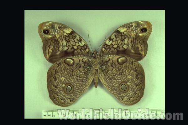 Female - Ventral<br>(Origin of the Specimen: S Catarina, Brazil)