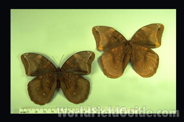 Pair - Ventral<br>(Origin of the Specimen: Peru)