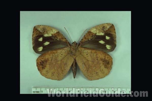 Male - Ventral<br>(Origin of the Specimen: S Catarina, Brazil)