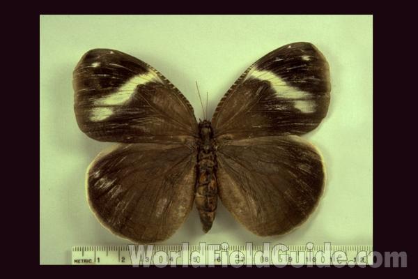 Male - Dorsal<br>(Origin of the Specimen: Putumayo, Colombia)