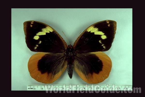 Female - Dorsal<br>(Origin of the Specimen: S Catarina, Brazil)