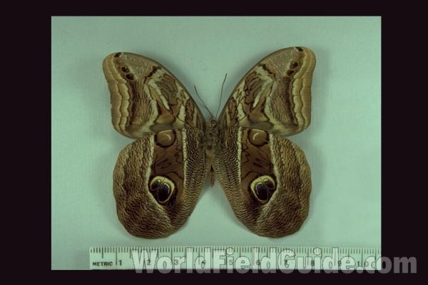 Male - Ventral<br>(Origin of the Specimen: Oaxaca, Mexico)