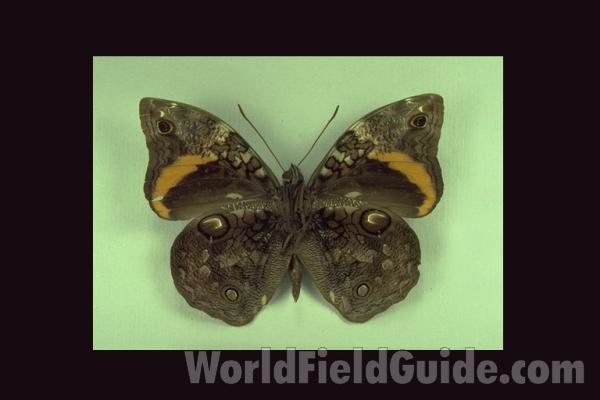 Male - Ventral<br>(Origin of the Specimen: Tingo Maria, Peru)
