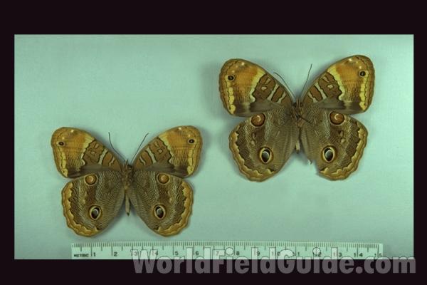 Ventral Pair<br>(Origin of the Specimen: S Catarina, Brazil)