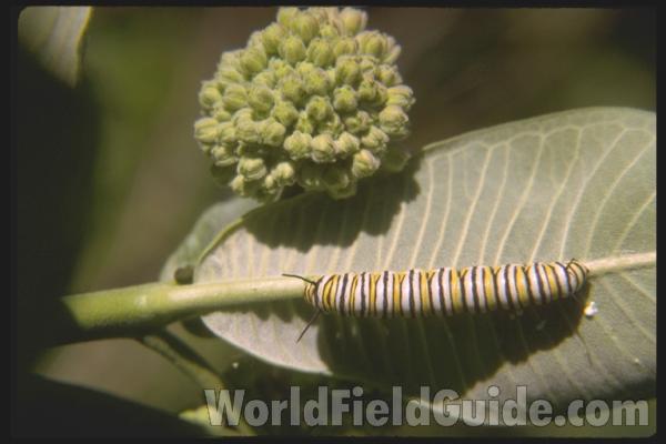 Larvae