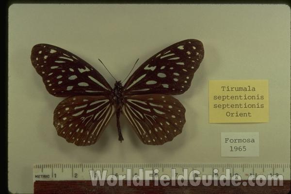 Dorsal<br>(Origin of the Specimen: Formosa (taiwan))
