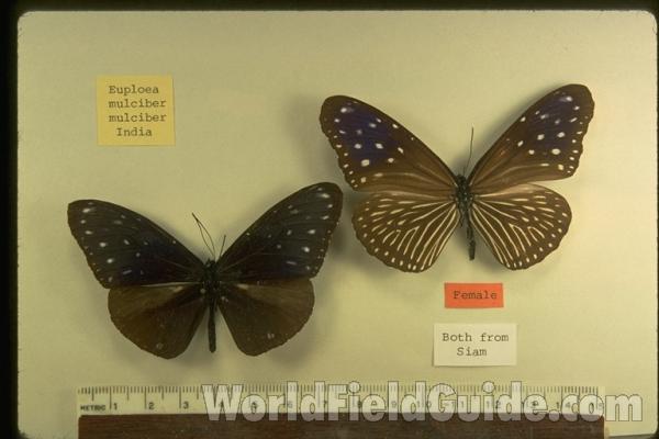 Pair - Dorsal<br>(Origin of the Specimen: Siam (Thailand))