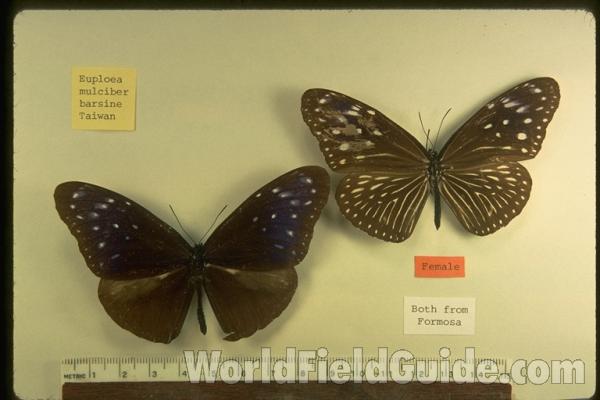 Pair - Dorsal<br>(Origin of the Specimen: Taiwan)