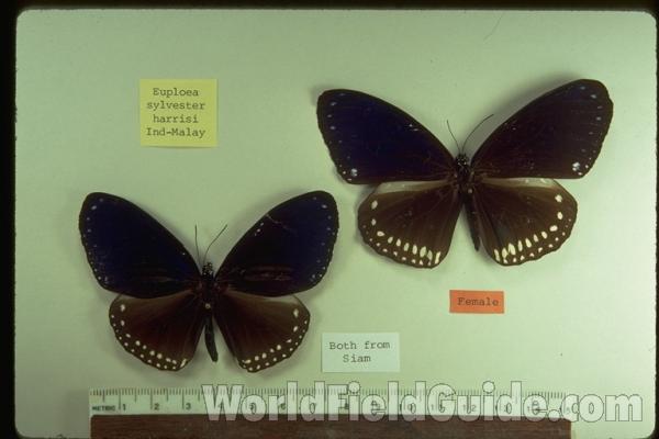 Pair - Dorsal<br>(Origin of the Specimen: Siam (thailand))