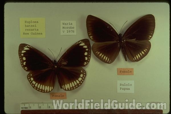 Two Females - Dorsal<br>(Origin of the Specimen: Papua)