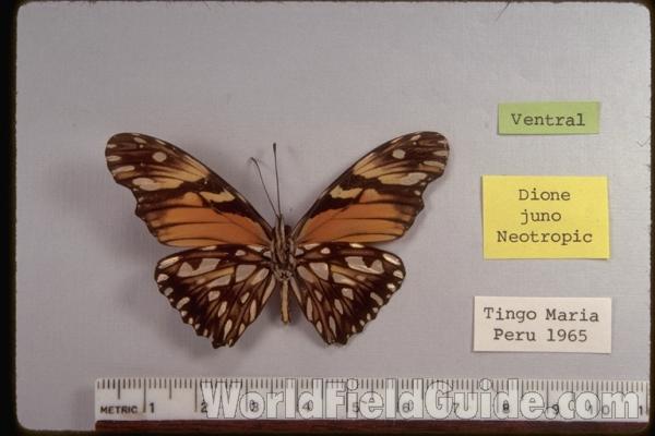 Male - Ventral<br>(Origin of the Specimen: Tingo Maria, Peru, 1965)