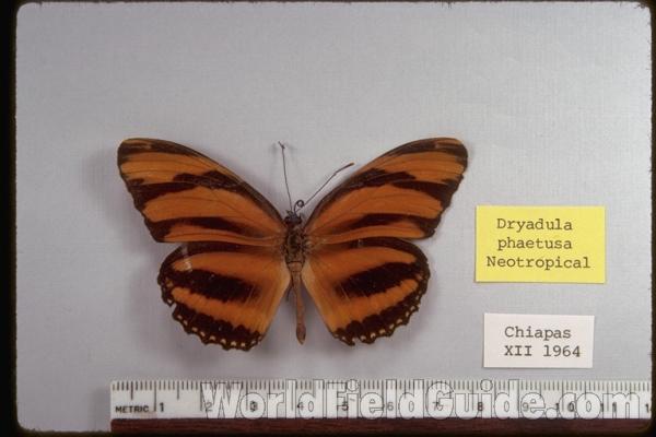 Butterfly Farm Habitat<br>(Location of Picture: Florida, USA, 2007)<br>(Origin of the Specimen: Central America)