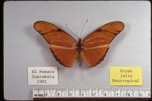 Zoo<br>(Location of Picture: Woodland Zoo,  Seattle, Wa, USA)<br>(Origin of the Specimen: El Remate, Guatemala, 1981)