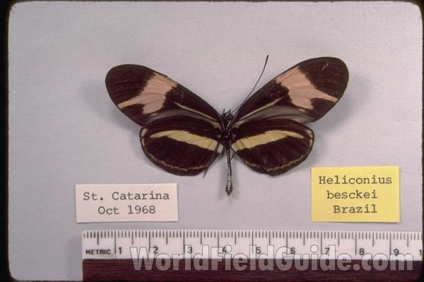 <br>(Origin of the Specimen: Santa. Catarina, Brazil, Oct 1968)<br>(Origin of the Specimen: Santa. Catarina, Brazil, Oct 1968)