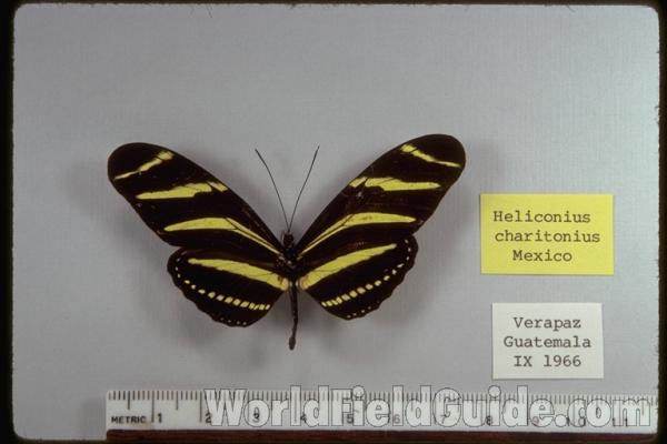 Butterfly Farm Habitat (female)<br>(Location of Picture: Florida, USA, 2007)<br>(Origin of the Specimen: Central America)