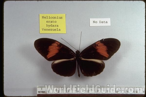 <br>(Origin of the Specimen: Obidos, Brazil, March 1967)<br>(Origin of the Specimen: No Data Given)