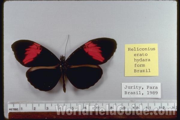 <br>(Origin of the Specimen: Obidos, Brazil, March 1967)<br>(Origin of the Specimen: No Data Given)<br>(Origin of the Specimen: Jurity, Brazil, 1989)