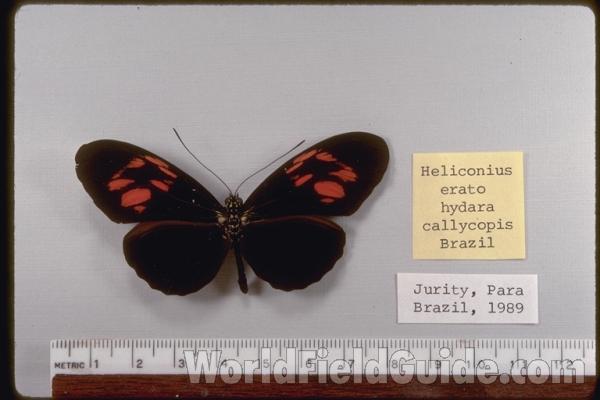 Male - Dorsal Form Callycopis<br>(Origin of the Specimen: Jurity, Brazil, 1989)