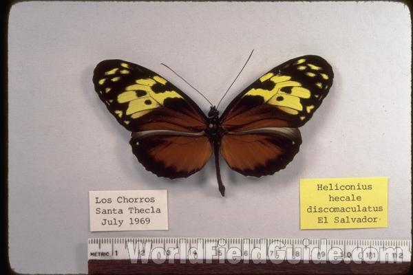 F Discomaculatus - Male<br>(Origin of the Specimen: Santa Thecla, El Salvador, July '69)