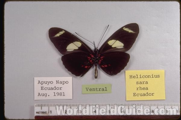 Male - Ventral<br>(Origin of the Specimen: Napo, Ecuador, Aug l981)