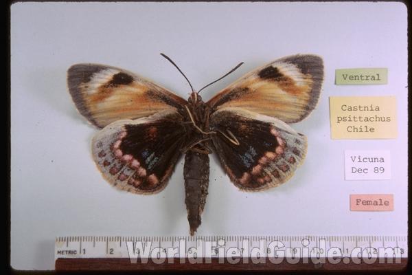 <br>(Origin of the Specimen: Chile)<br>(Origin of the Specimen: Chile)
