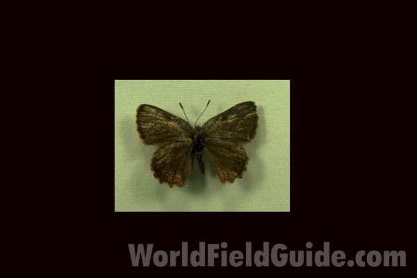 Male - Dorsal<br>(Origin of the Specimen: San Bernardino, Calif, Vi 10, 1983)
