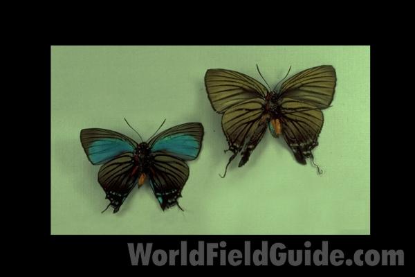 Pair - Ventral View<br>(Origin of the Specimen: Both Peten, Guatemala)